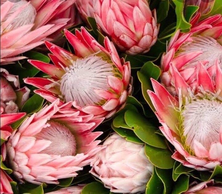 Protea Collection