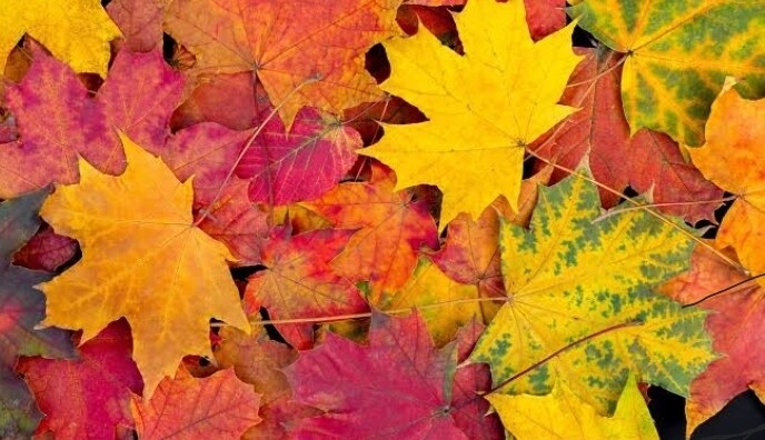 Fall &amp; Winter Collection