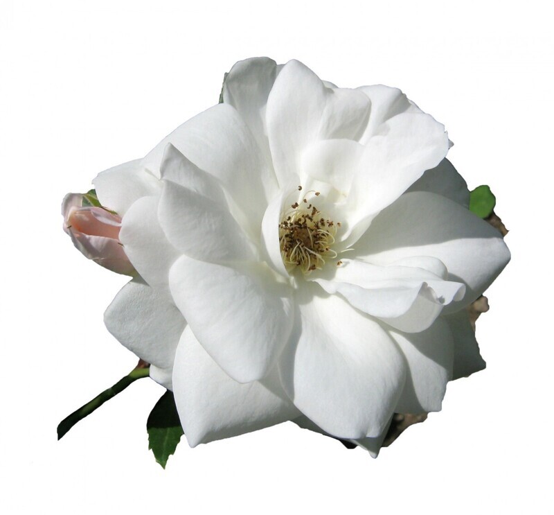 Rose Collection