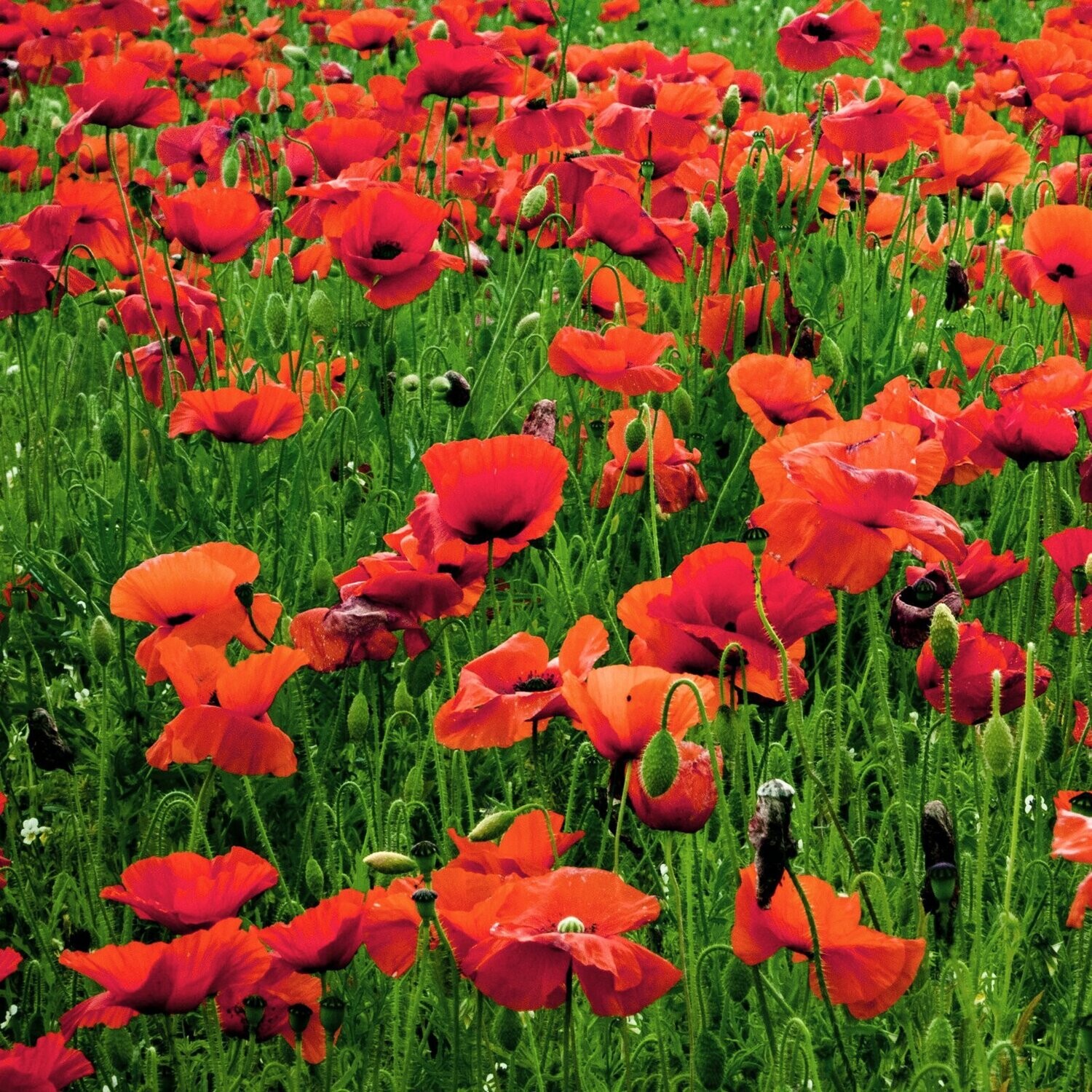 Red poppy flower deals
