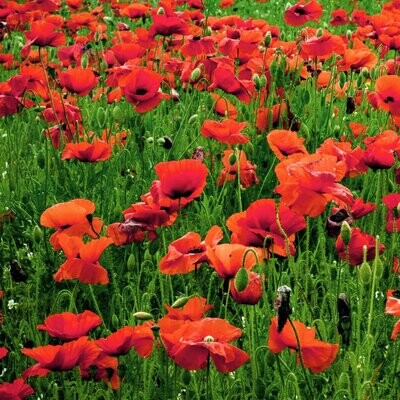 Common Red Field Poppy Seed Mix (Various Pack Sizes)