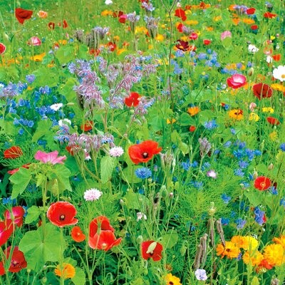 English Meadow Wild Flower Seed Mixture (Various Pack Sizes)
