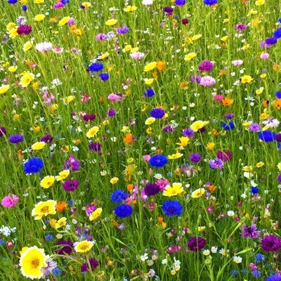 Heritage Wild Meadow Flower Plant Seed Mix (Various Pack Sizes)