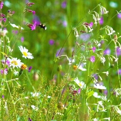 Woodland & Heavy Shade Wild Flower & Grass Seed Mix (Various Pack Sizes)