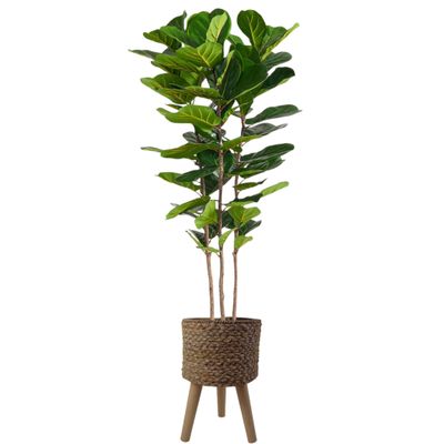 180cm Premium Artificial Fiddle Fig Tree with Realistic Leaves and Woven Effect Composite Planter – Indoor Faux Tree