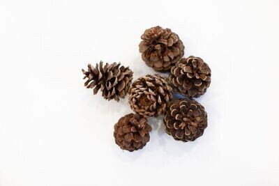 Pine Cones with Light Sparkle