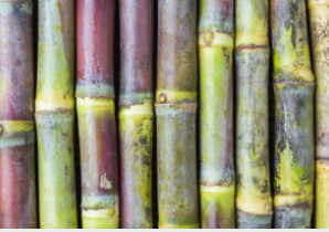 Sugarcane Stem
