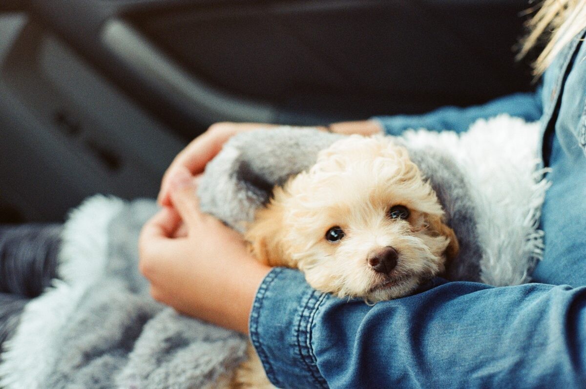 How to Take Care of Your ESA Dog?