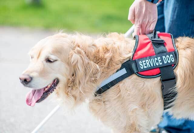 Emotional Support Animal Can Improve Your Life