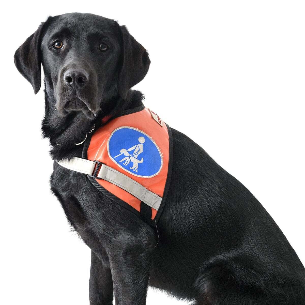 Can ADHD Disorder be Treated through an ESA Dog?