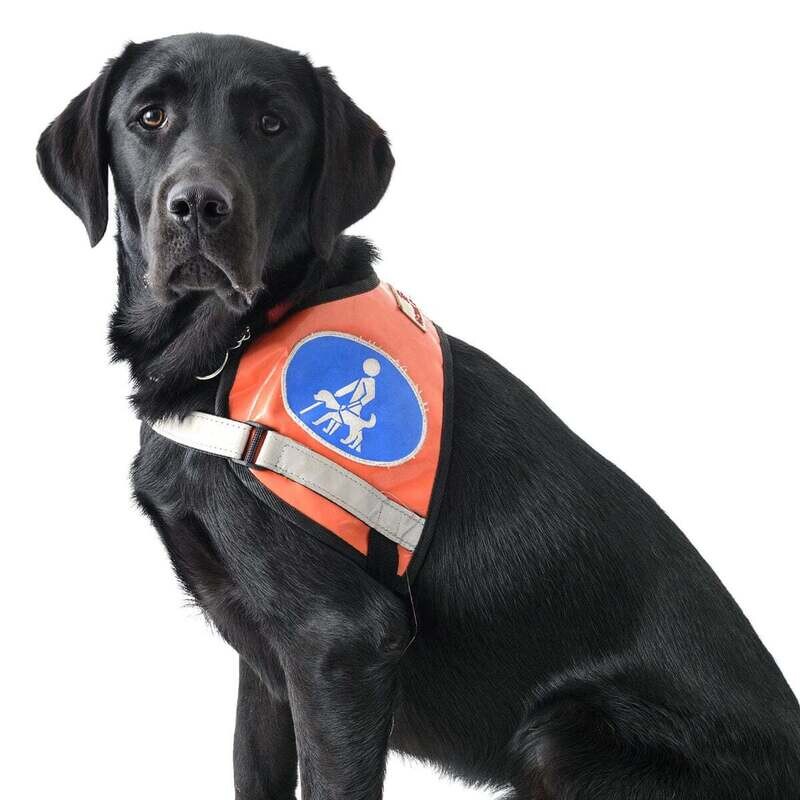 Can ADHD Disorder be Treated through an ESA Dog?