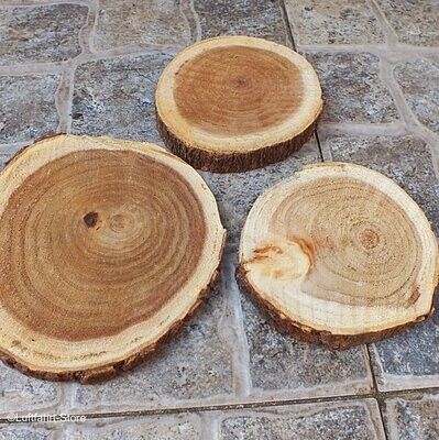 Holzscheiben/ Astscheiben, Seidenbaum, 50-120 mm 2-3 Stück
