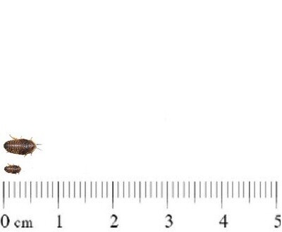 dubias 0,4 -tot ca 1 cm (10 tot 20 stuks)