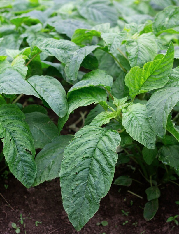Callaloo (sold at $5/bundle)