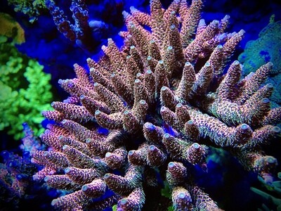 SPS Korallen