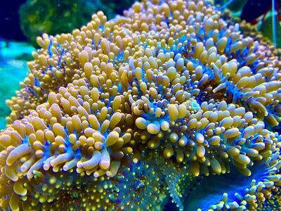 Alle anderen Korallen