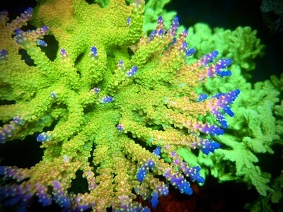 Acropora Mango Garden