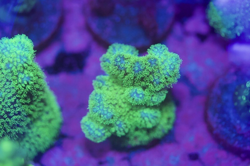 Pocillopora Ultra Green