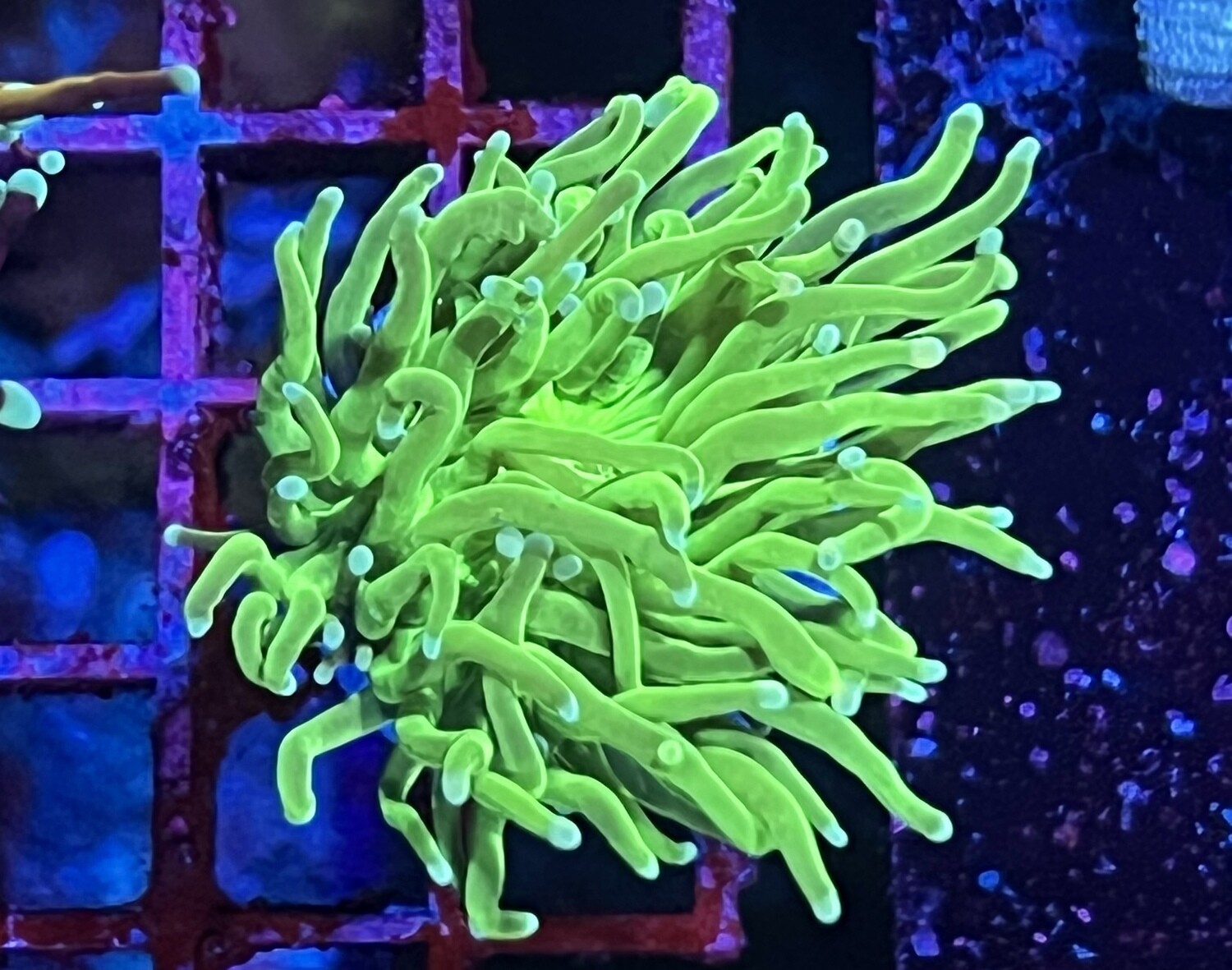 Euphyllia Toxic Green