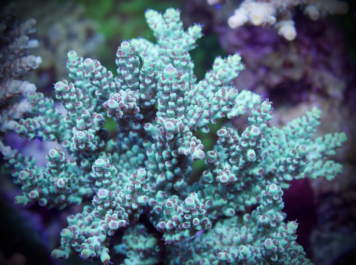 Acropora Electric Turquoise
