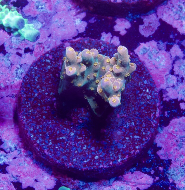 Acropora Merlin Staff