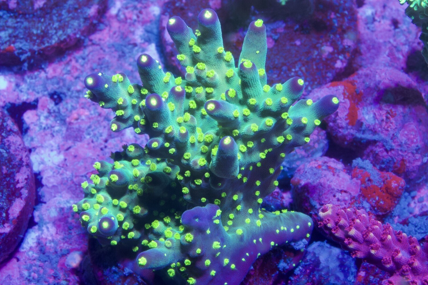 Acropora Tricolor