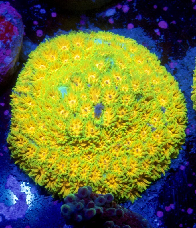 Leptastrea John Deere