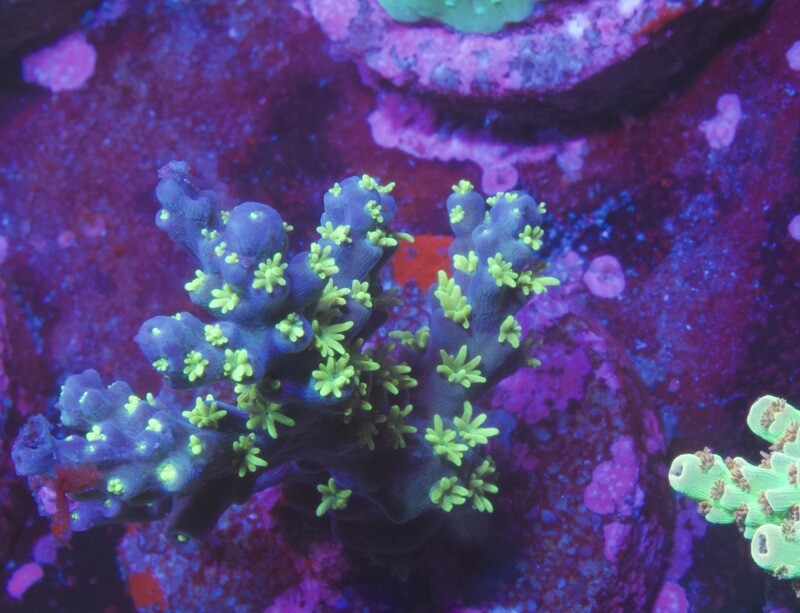 MR Acropora Desalwii