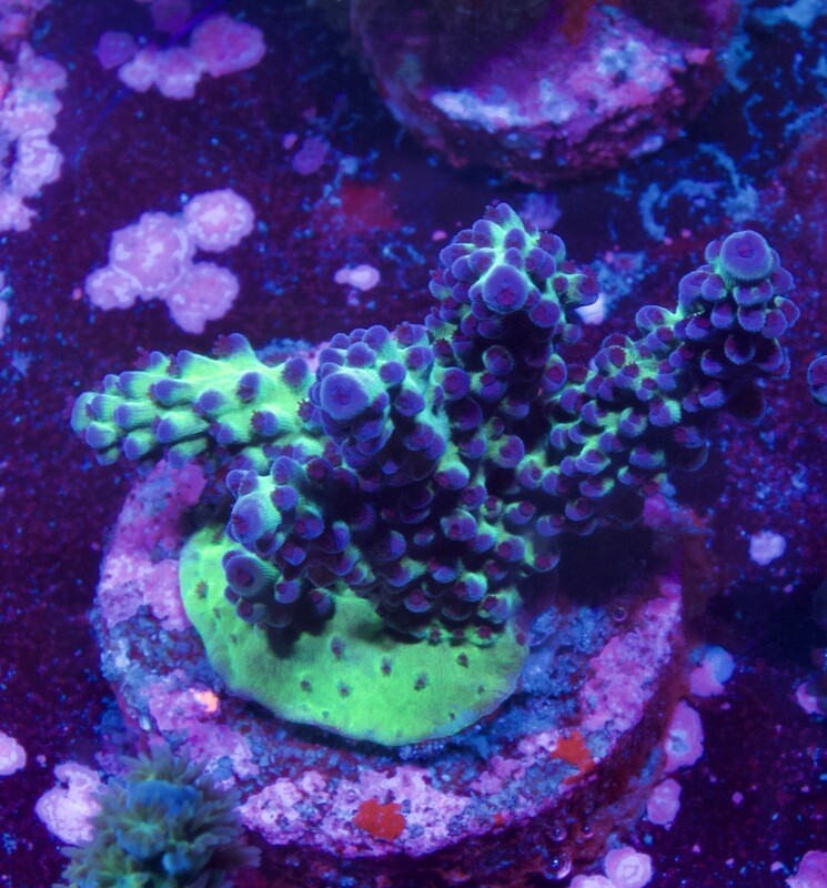 MR Green Purple Acro