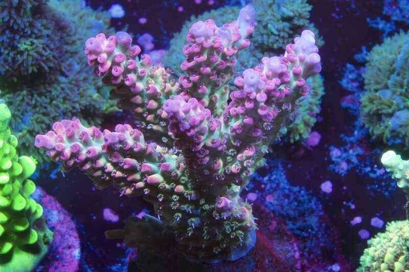 Acropora Shortcake