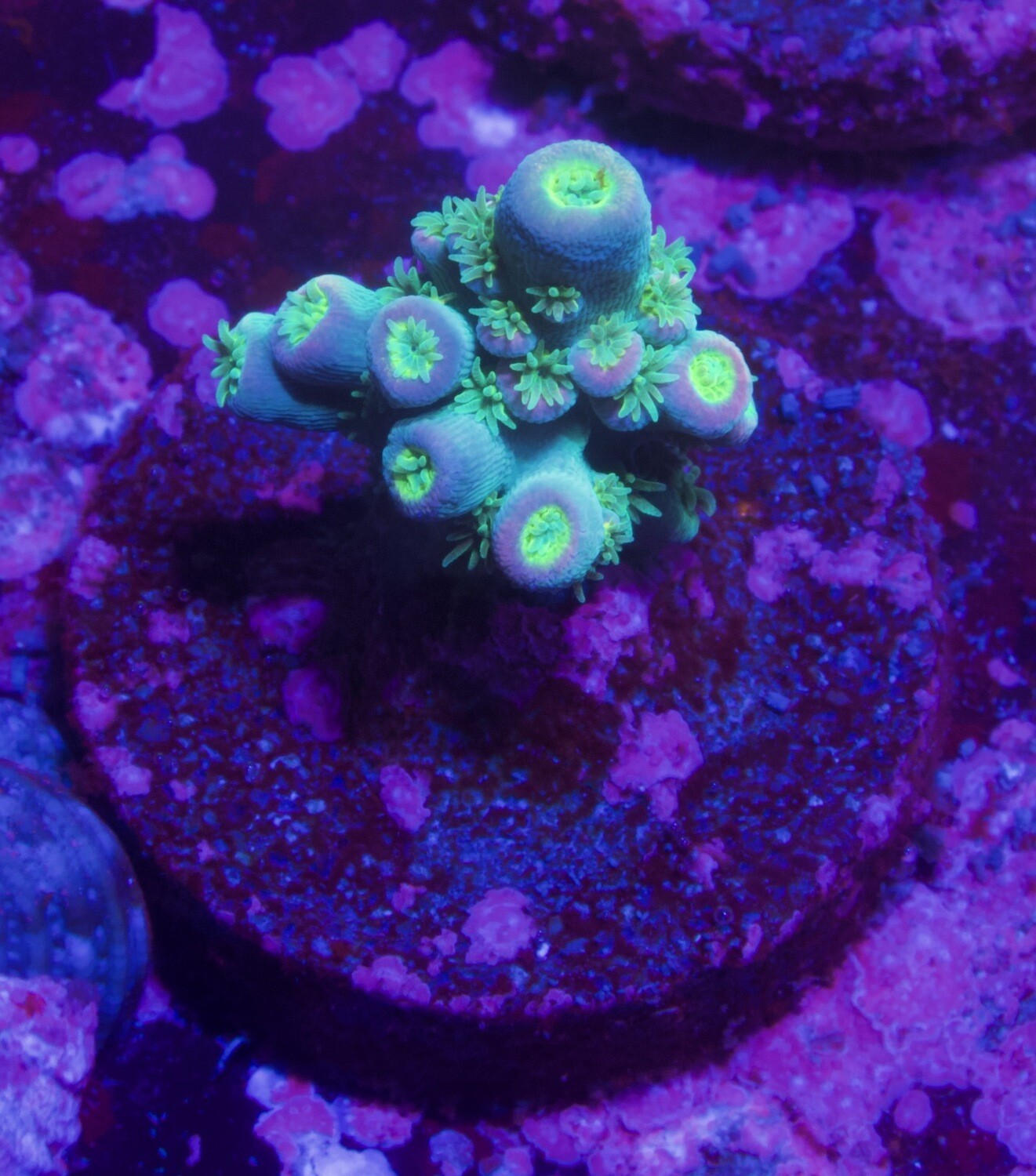 MR Acropora Pink Wonder