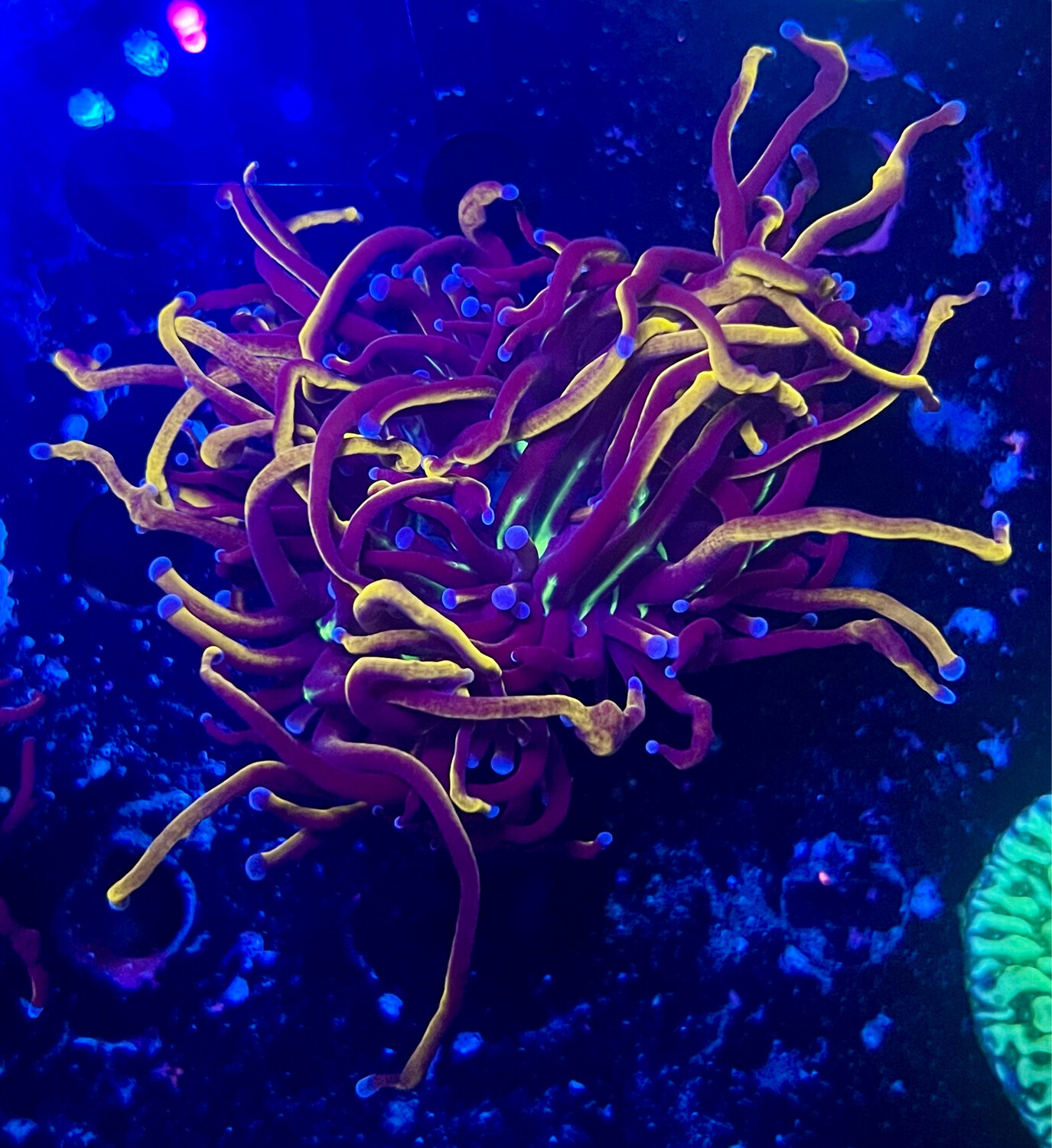 Euphyllia Hellfire