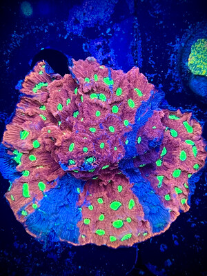 Favia Pink War Coral