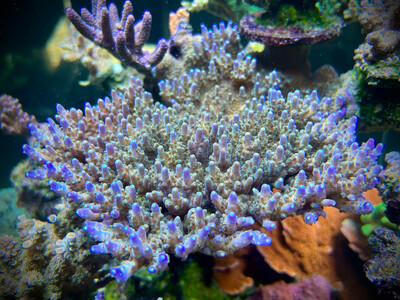 MR Purple Efflorescens