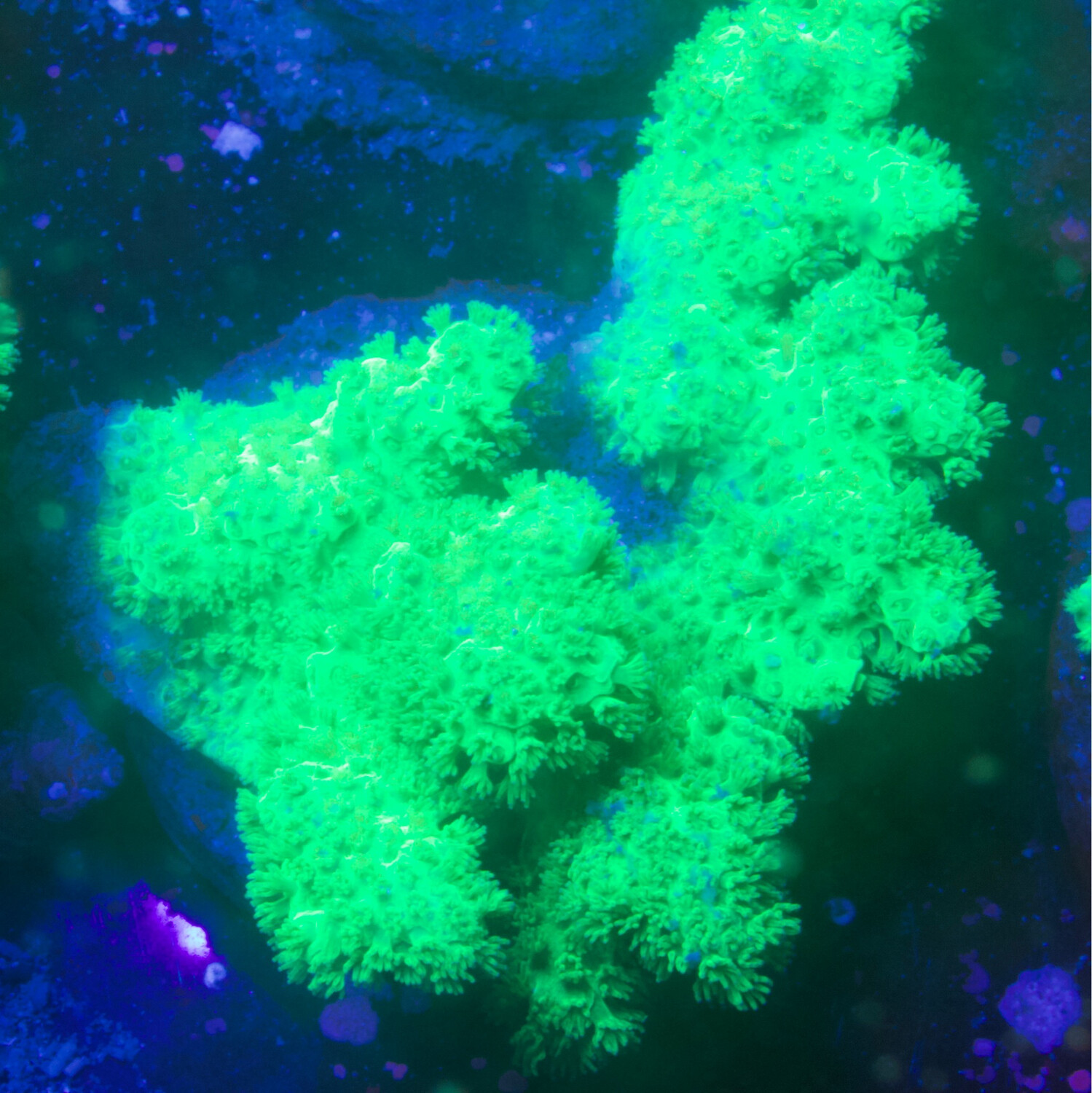 MR Green/Yellow Stylophora