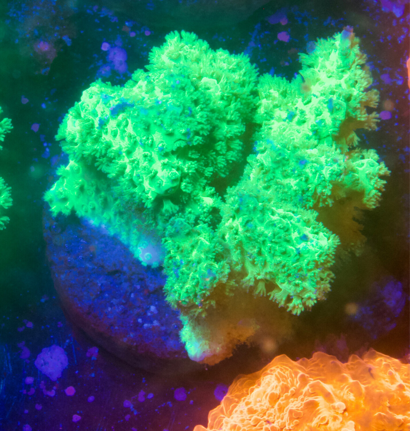 MR Green/Yellow Stylophora