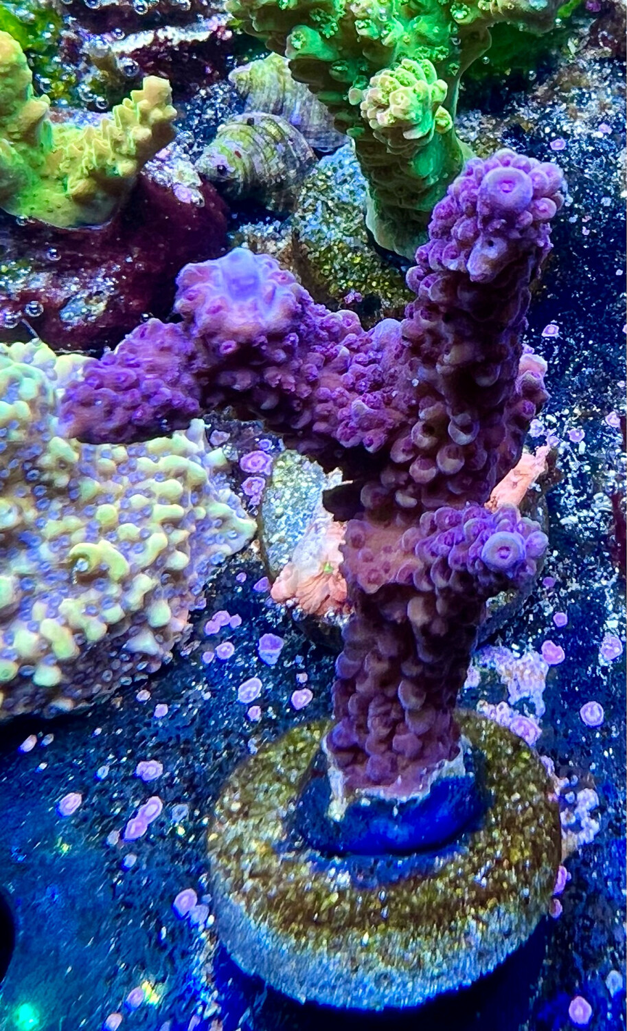 MR Purple Stag