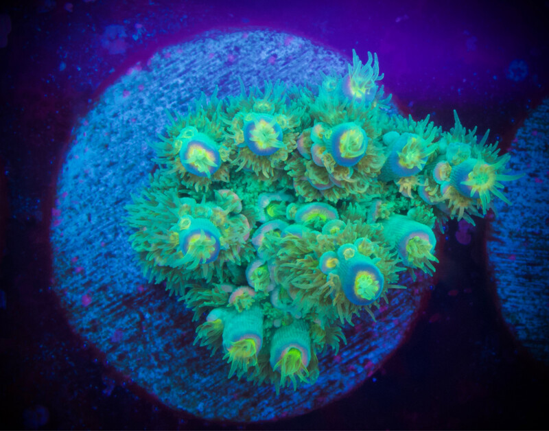 MR Acropora Rainbow Splatter