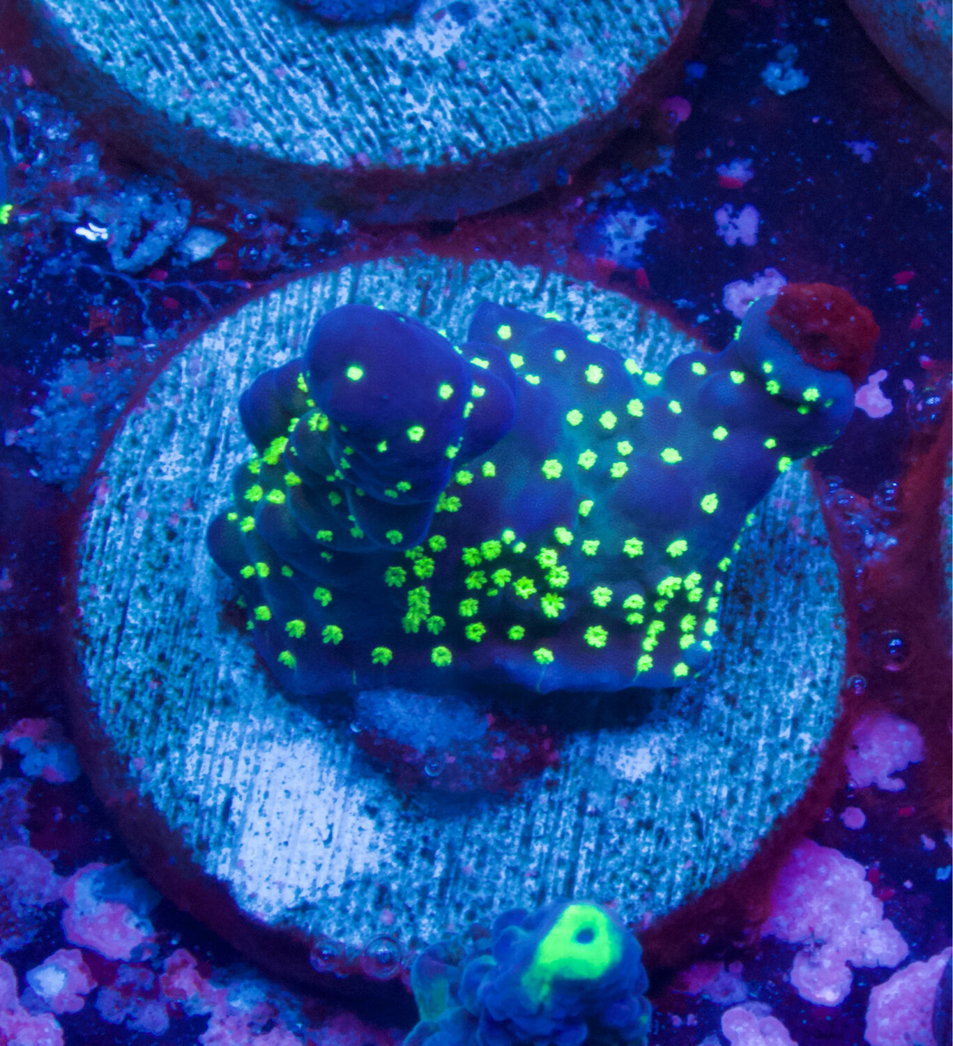 Acropora Tricolor