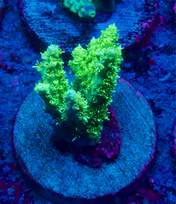 Acropora Green Table