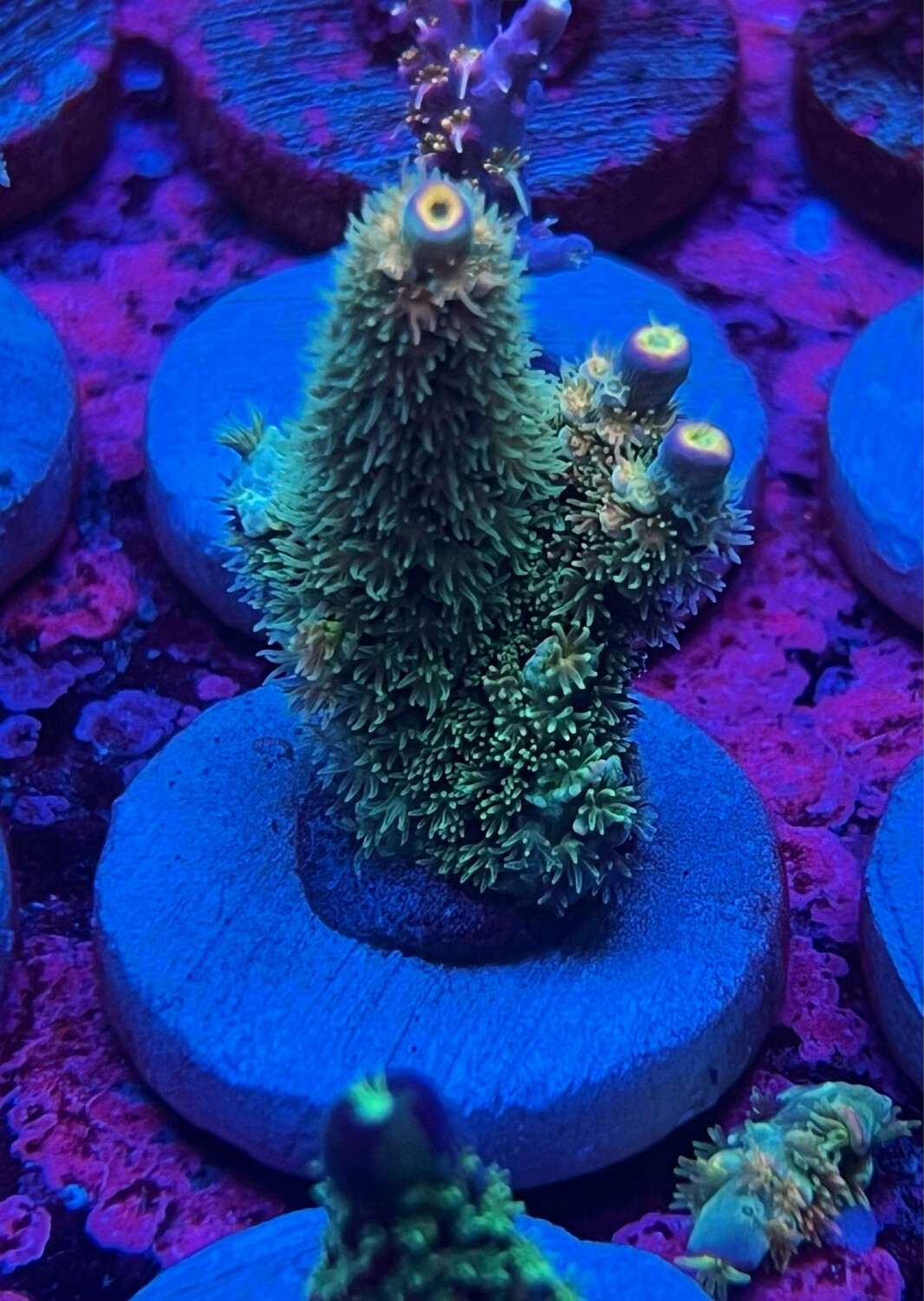 MR Acropora Rainbow Splatter