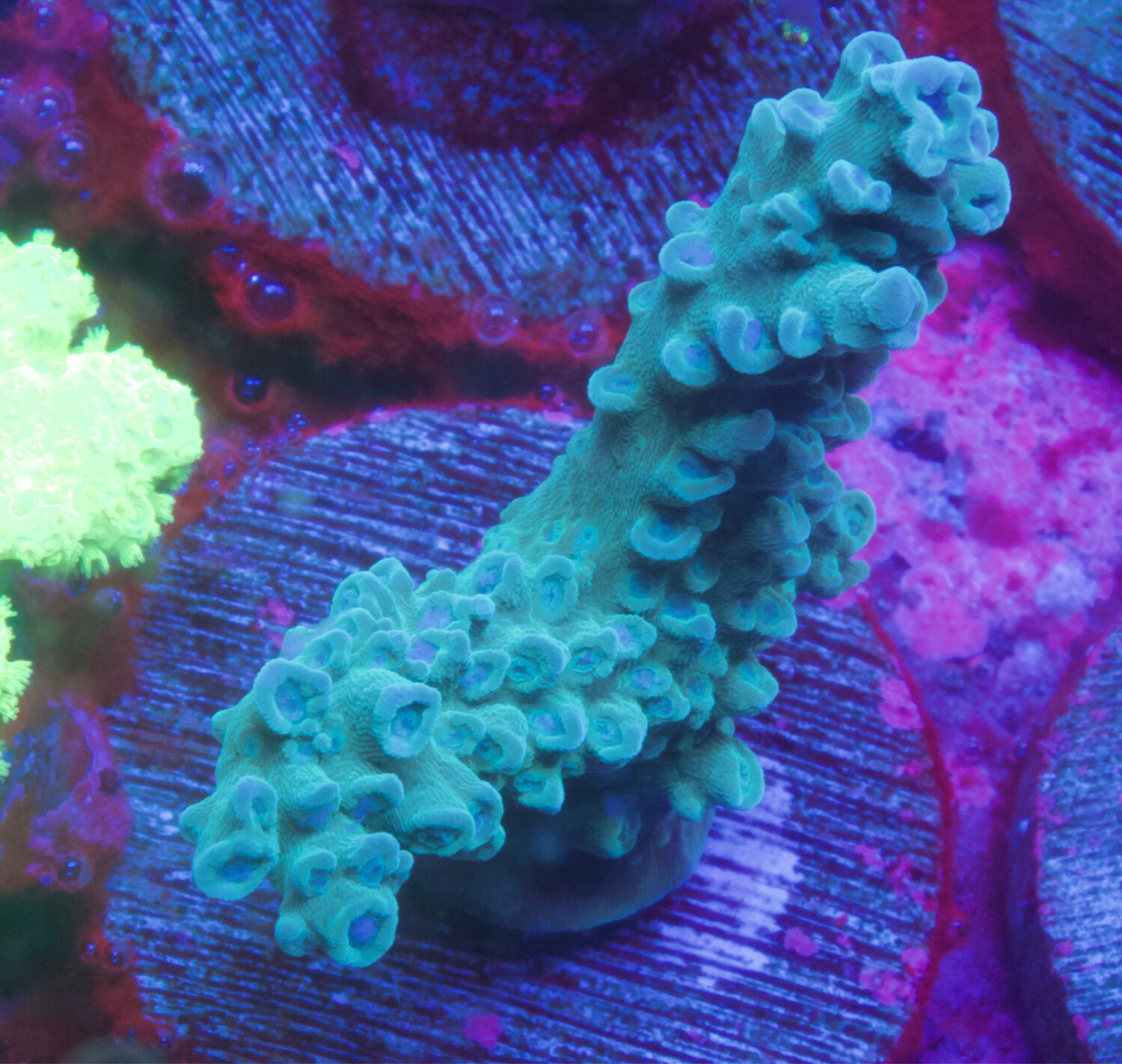 MR Acropora Blue Star