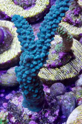 Acropora Green Stag Blue Tips