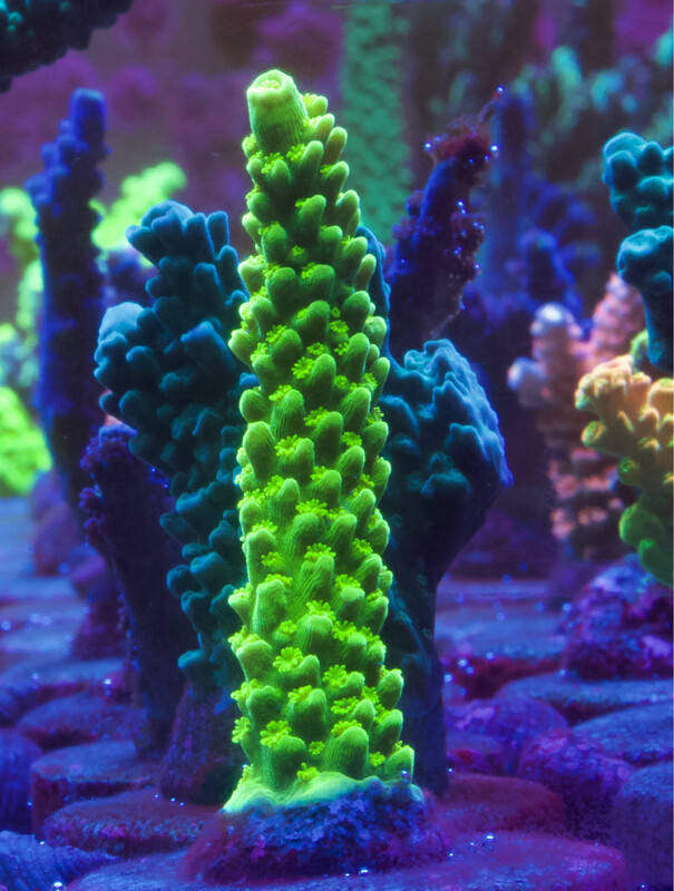 Acropora Enzmann