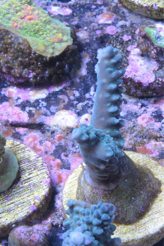 MR Acropora Blue Star
