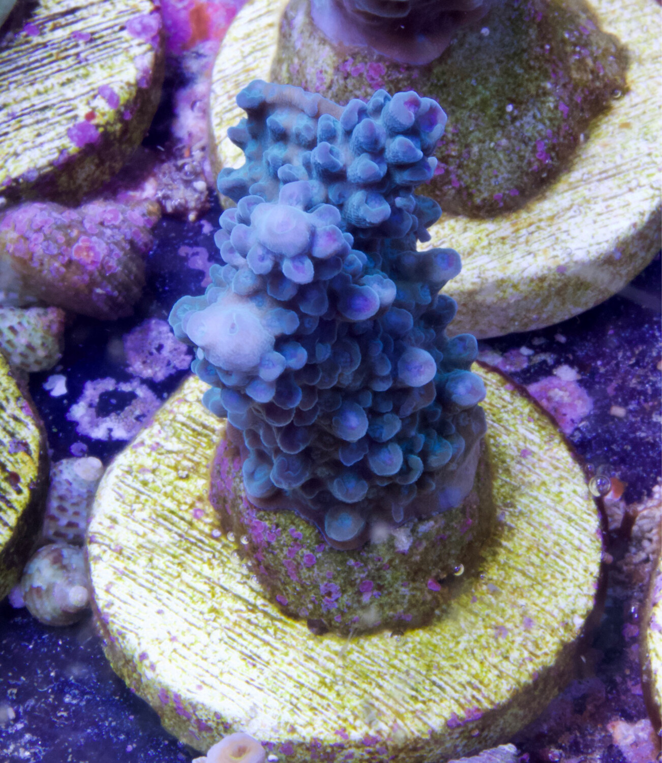 MR Acropora Blue Star