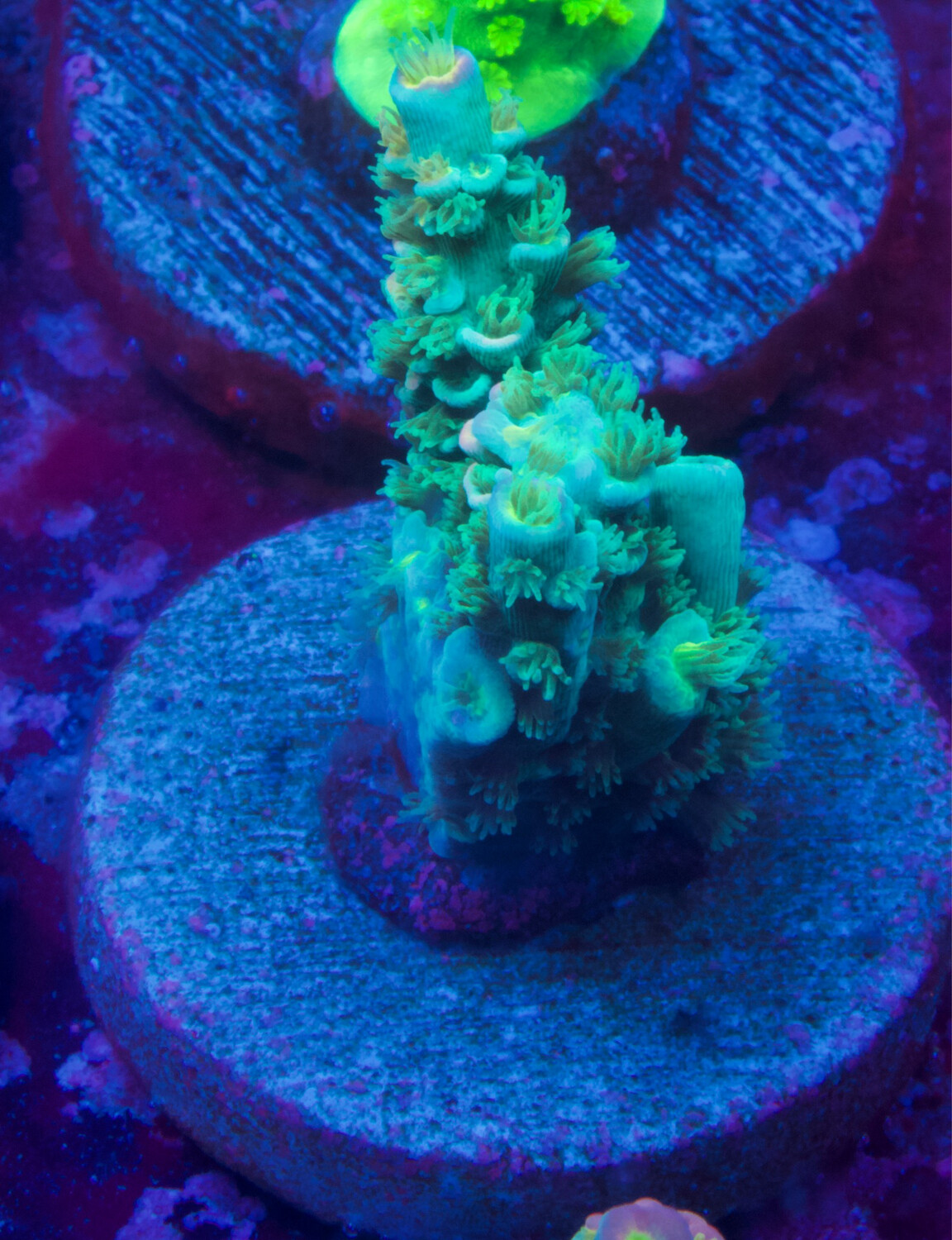 MR Acropora Rainbow Splatter