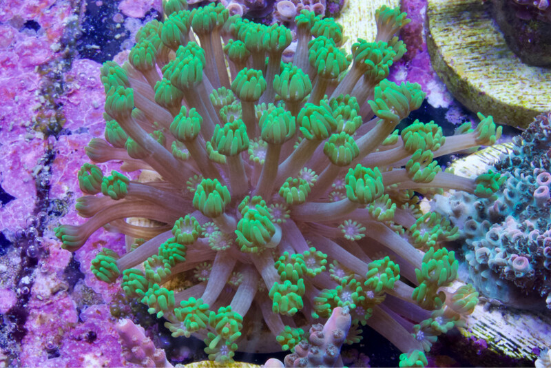 Alveopora Tizardi