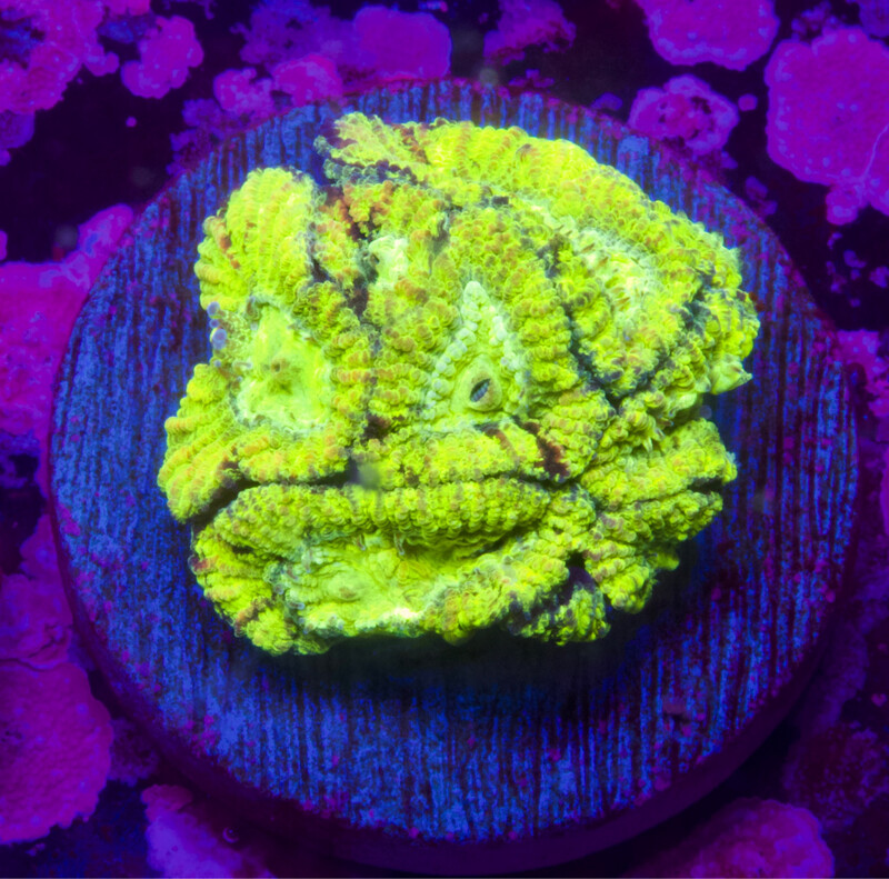 Favia Toxic Splatter