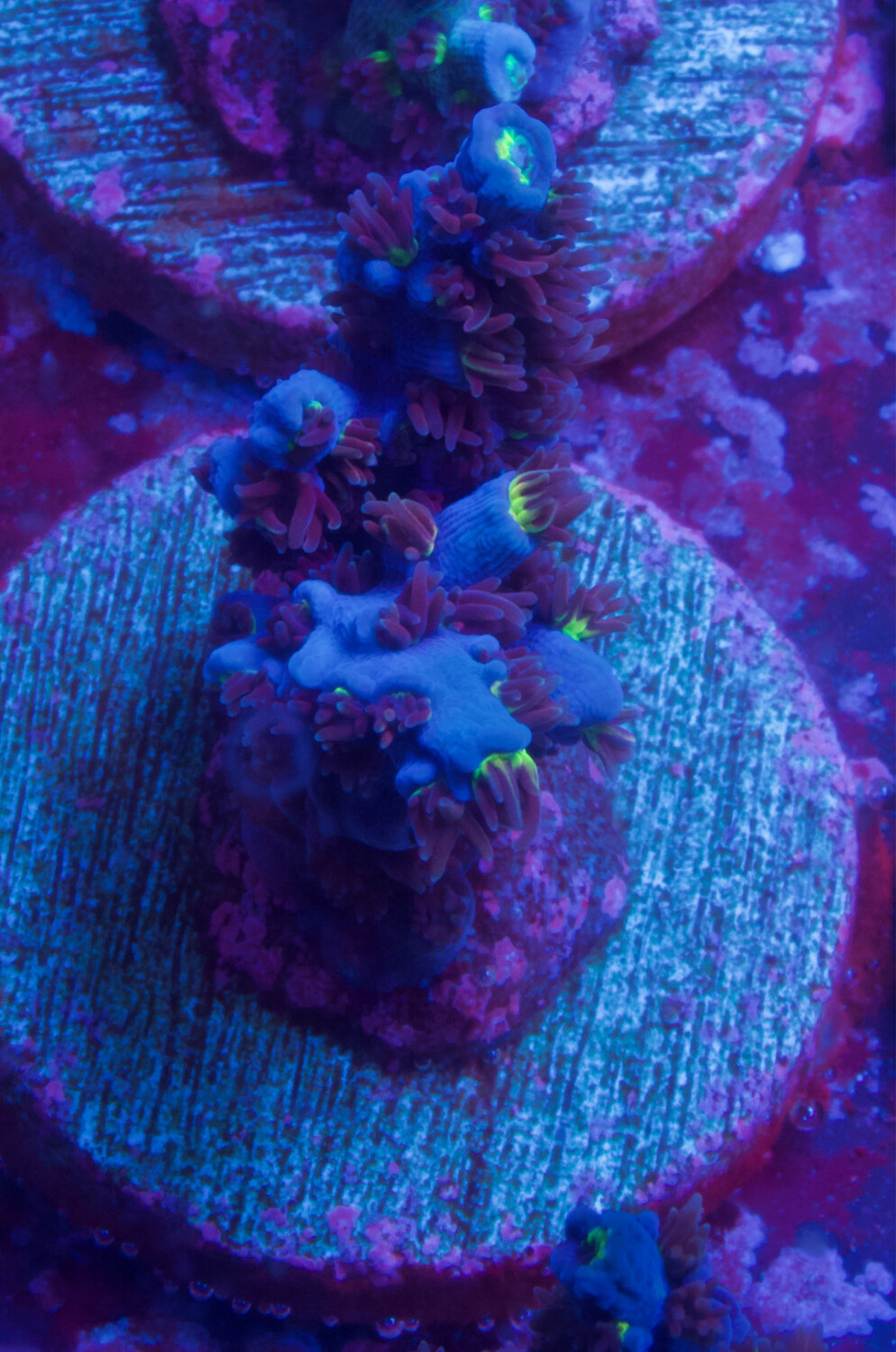 MR Acropora  Angry Bird